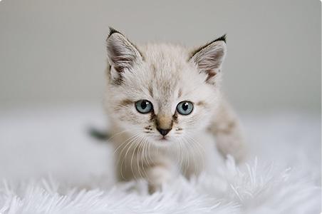 中國-韓國 寵物貓國際空運案例